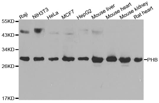 PHB / Prohibitin Antibody