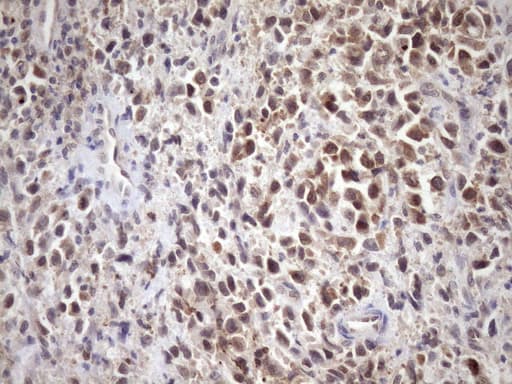 SCMH1 Antibody (aa1-309, clone OTI5E6, Carrier-free)