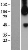 FGFR1 / FGF Receptor 1 Protein (Over-Expression Lysate Myc-DDK (Flag))