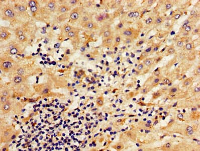 Polyclonal Rabbit anti-Human SERPINA6 / CBG Antibody (WB)
