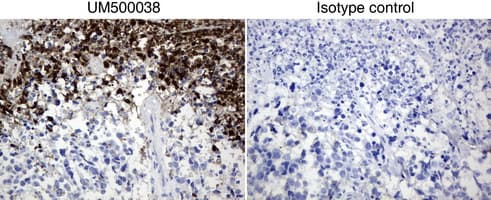BMP4 Antibody (aa293-408, clone UMAB42)