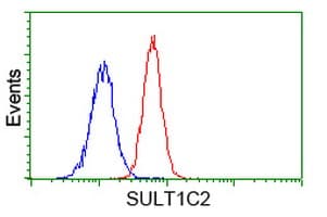 Monoclonal Mouse anti-Human SULT1C2 / Sulfotransferase 1C2 Antibody (clone OTI2F5, WB)