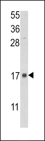 FKBP2 Antibody (aa11-41)