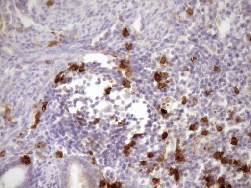 ANPEP / CD13 Antibody (aa668-967, clone 2F10, Carrier-free)