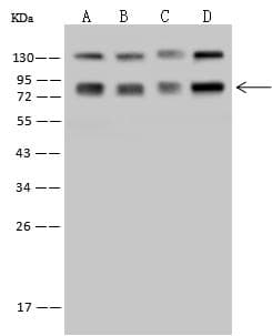 SRP72 Antibody