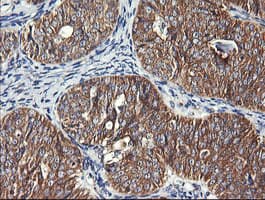 DNM1L / DRP1 Antibody (clone OTI4F6)