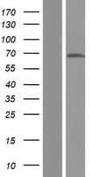 Human SYNCRIP / HnRNP Q Protein (Over-Expression Lysate Myc-DDK (Flag))