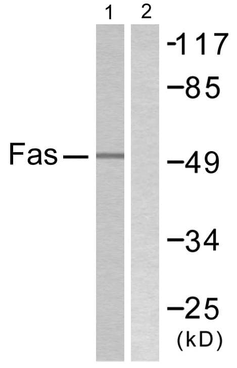CD95 / FAS Antibody