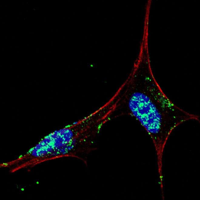 NANOG Antibody (aa15-49)