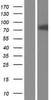 ESRP1 / RBM35A Protein (Over-Expression Lysate Myc-DDK (Flag))