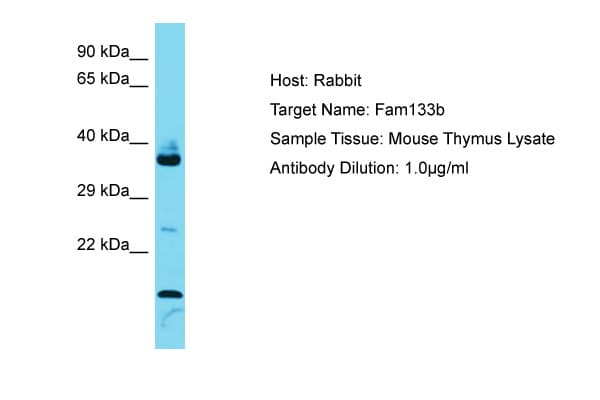 Polyclonal Rabbit anti-Mouse FAM133B Antibody (aa101-150, WB)