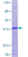 Human TRDN / Triadin Protein (Recombinant GST)
