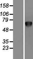 PSAP / Prosaposin Protein (Over-Expression Lysate Myc-DDK (Flag))
