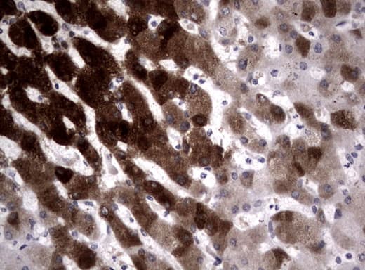 Monoclonal Mouse anti-Human CYP1A2 Antibody (clone UMAB105, IHC, IF, WB)