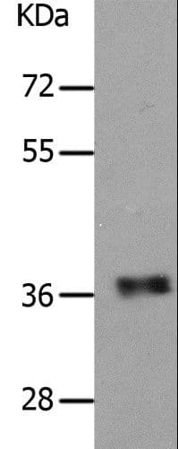 PARD6A / PAR6 Antibody