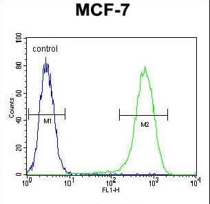 NUDT8 Antibody (aa42-70)
