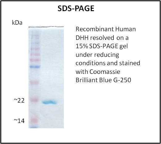 Human DHH / Desert Hedgehog Protein (Recombinant)