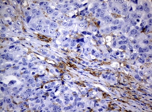 CD32A Antibody (clone UMAB60)