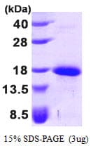 Human GDF5 / GDF-5 Protein (Recombinant His)