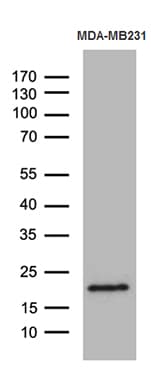 Monoclonal Mouse anti-Human SPANXB1 Antibody (clone OTI6G2, IHC, WB)