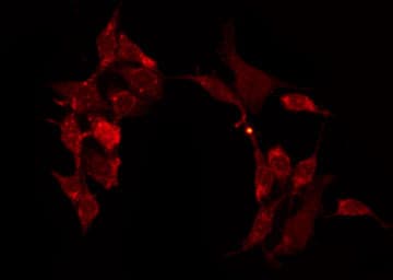 Polyclonal Rabbit anti-Human CNTN6 / Contactin 6 Antibody (IF, WB)