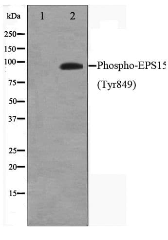 EPS15 Antibody (phospho-Tyr849)