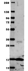 TNF Alpha Antibody