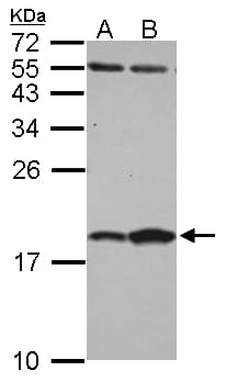 FABP7 / BLBP / MRG Antibody