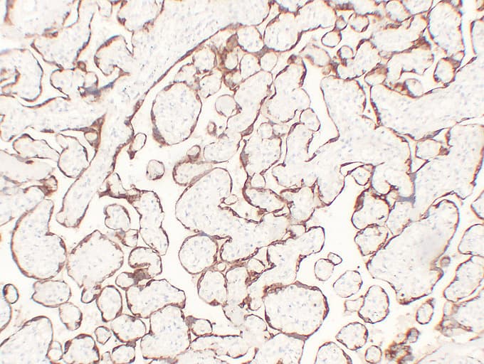 Monoclonal Mouse anti-Human CGA / hCG Alpha Antibody (clone ABT-HCG, IHC)