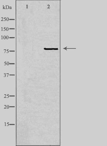 KCNF1 / KCNF Antibody
