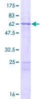 Human MRPL44 Protein (Recombinant GST)