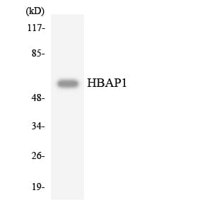 Polyclonal Rabbit anti-Human HSPBAP1 Antibody (aa312-361, WB)