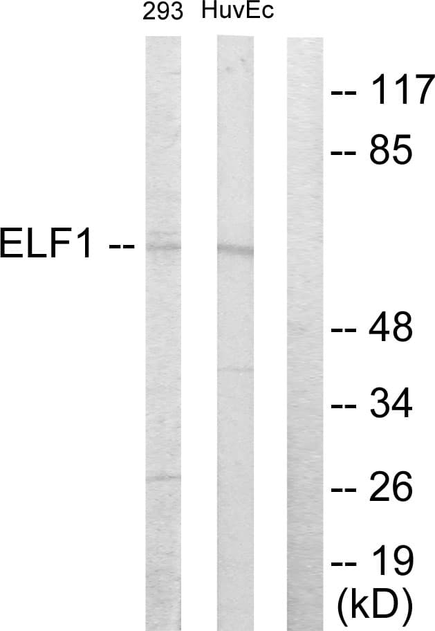 ELF1 Antibody (aa537-586)