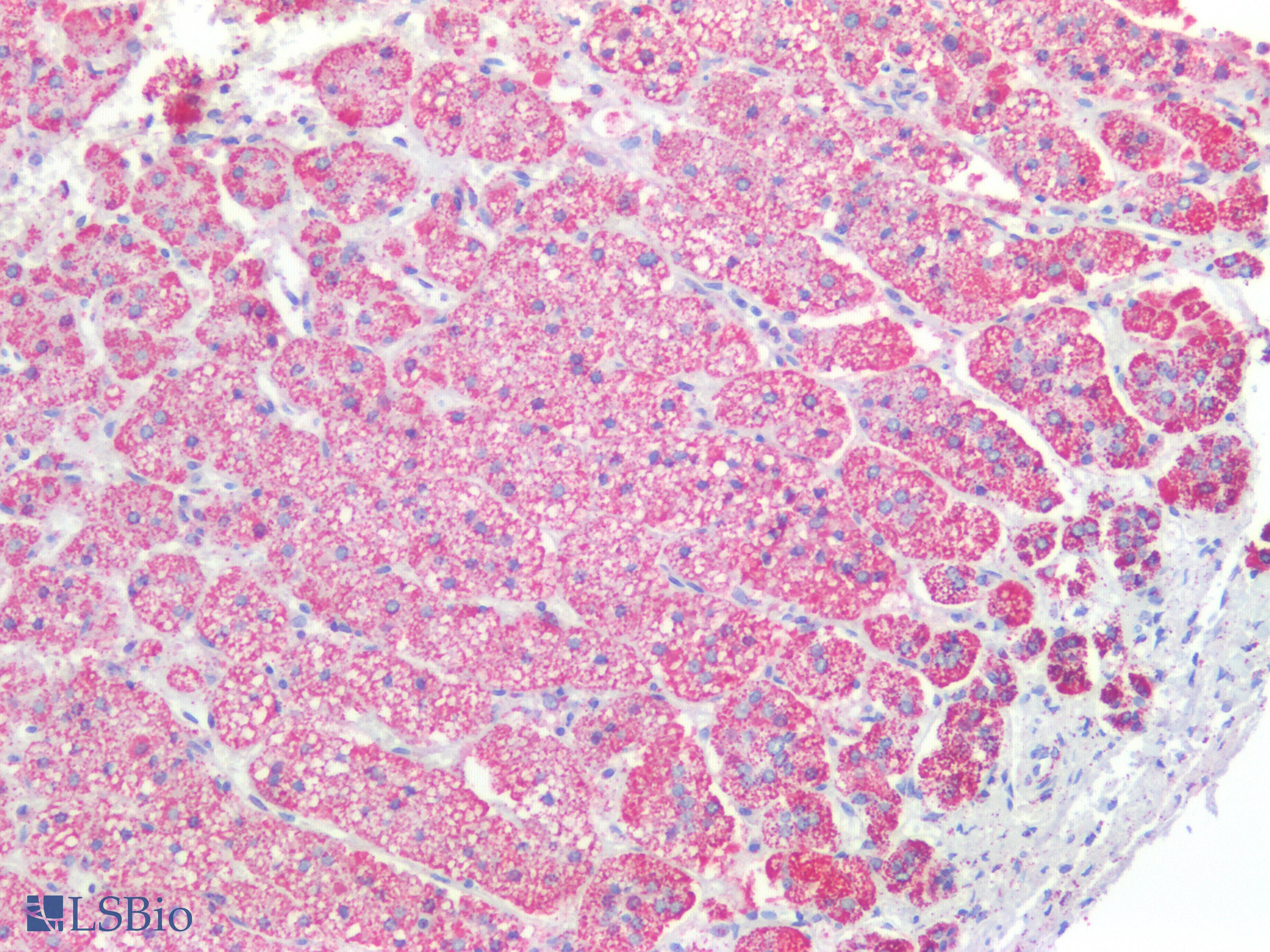 PathPlus™ HSPD1 / HSP60 Antibody (C-Terminus)