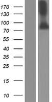 MST1 Protein (Over-Expression Lysate Myc-DDK (Flag))
