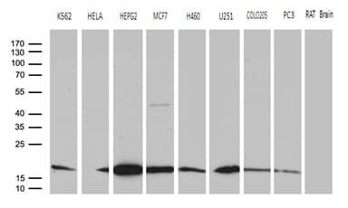 NAF-1 / CISD2 Antibody (clone OTI4F8, Carrier-free)