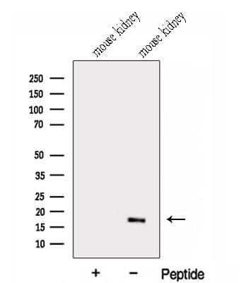 GABARAPL1 / ATG8 Antibody