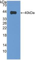 VIL1 / Villin Antibody (aa1-320)