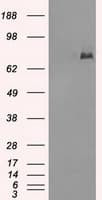 CYPOR / POR Antibody (clone OTI5H5)