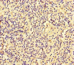 SLC30A10 Antibody