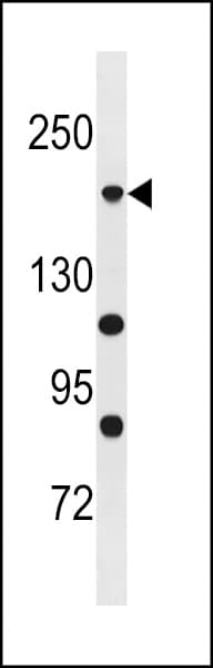 POLR1A Antibody (aa1437-1465)