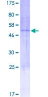 Human CACNG6 Protein (Recombinant GST)