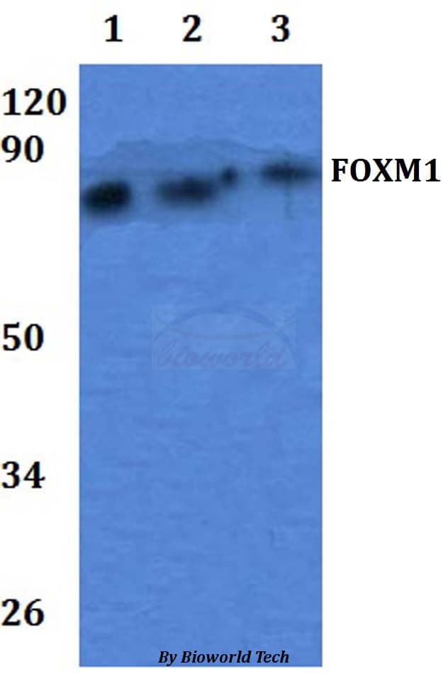 FOXM1 Antibody
