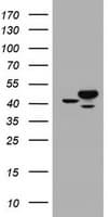 CBX8 Antibody (clone OTI6D9)