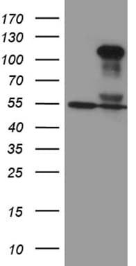 TCF12 / HEB Antibody (clone OTI4A1, Carrier-free)