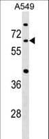 Cdc14 / CDC14A Antibody (aa473-500)