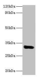 IHC-plus™ Polyclonal Rabbit anti-Human EEF1D Antibody (IHC, WB)