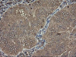 PHF7 Antibody (clone OTI1G9)