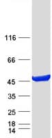 Human PAICS / ADE2 Protein (Recombinant Myc-DDK (Flag))