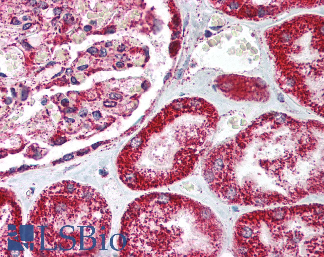 Polyclonal Rabbit anti-Human HMOX2 / Heme Oxygenase 2 Antibody (N-Terminus, IHC, WB)